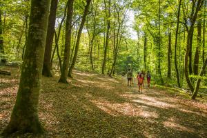 Forêt de Troncais-Colbert2_Luc OLIVIER-CDT Allier